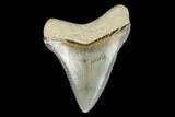 Serrated, Fossil Chubutensis Tooth - Aurora, North Carolina #176595-1